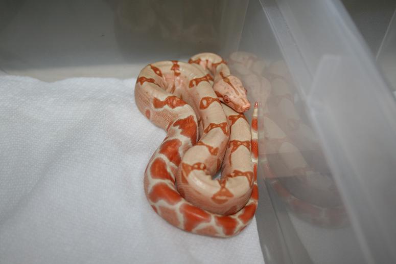 male 08 sunglow