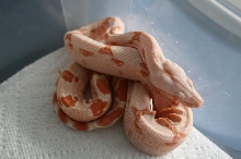 female 08 sunglow