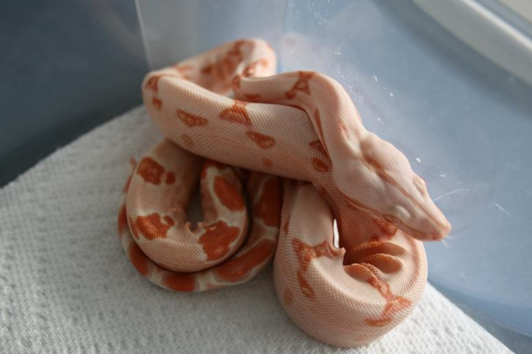 female 08 sunglow