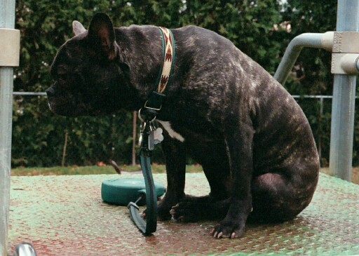 Alex at the playground