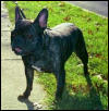 Alex, a French Bulldog