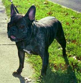 Alex, a French Bulldog