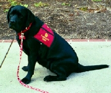 Bliss in her therapy dog vest