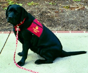 Bliss in her therapy dog vest