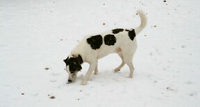 Homer in the snow