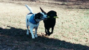 Homer playing