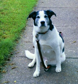 Homer a Husky mix