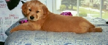Juliet at 8 weeks
