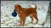 Juliet in the snow