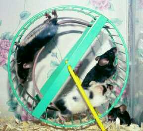 My Mice