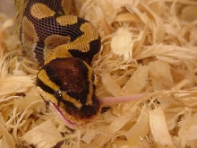 ball python