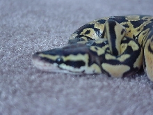 Pastel Male