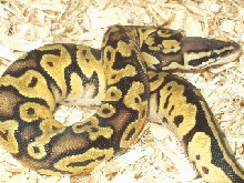 Pastel