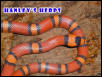 Bicolored Hypo honduran