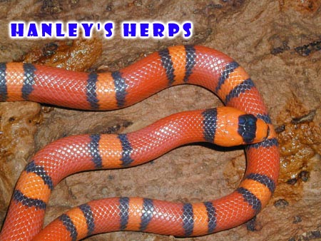 Bicolored Hypo honduran