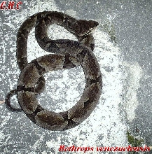 Bothrops venezuelensis