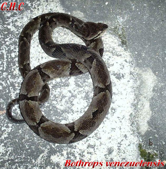Bothrops venezuelensis