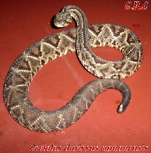 Crotalus durissus cumanensis, Altos Mirandinos, Venzuela