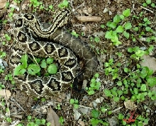 Crotalus durissus cumanensis, Venezuela.