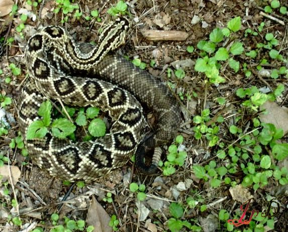 Crotalus durissus cumanensis, Venezuela.