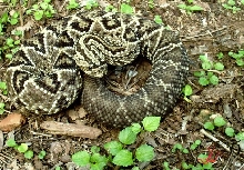 Crotalus durissus cumanensis,  Venezuela