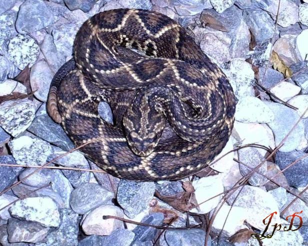 Crotalus durissus cumanensis,  Venezuela