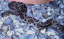 Crotalus durissus cumanensis,  Venezuela