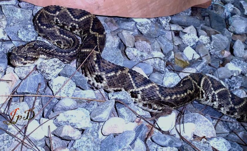 Crotalus durissus cumanensis,  Venezuela