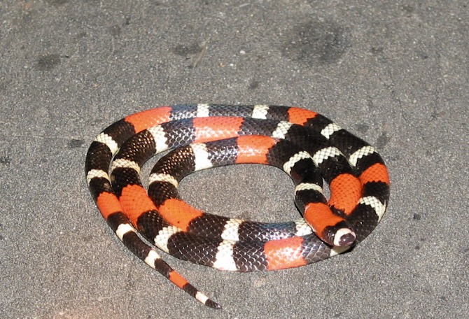 Micrurus lemniscatus helleri