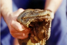 injury from prey