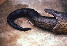 anaconda cannibalism