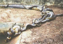 Green anaconda breeding ball, wild caught