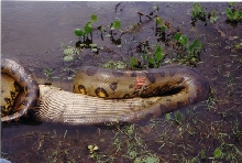 Injury to anaconda from capybara (being eaten)