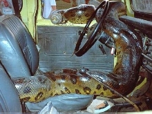 Driving Miss Daisy