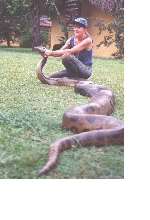 Wild-caught female, from my Venezuela research