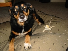 Bearded dragon and Casey