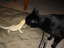 Best buddies