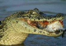 caiman and pirana