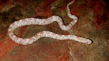M1