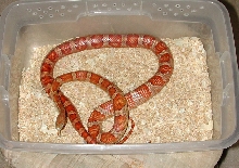 Banded Motley Female Corn