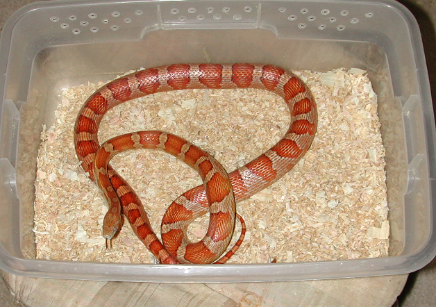 Banded Motley Female Corn