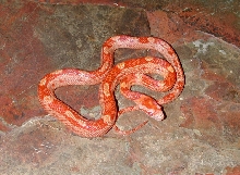 F5