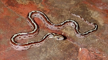 Female 1