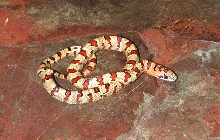 Female #1