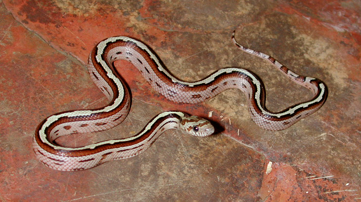 Female 1