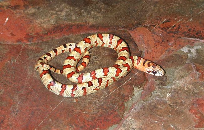 Female #1