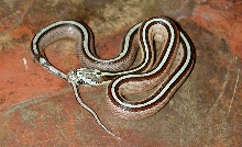Female 2