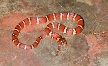 Female #2