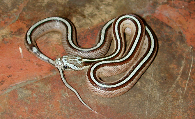 Female 2