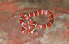 Female #3